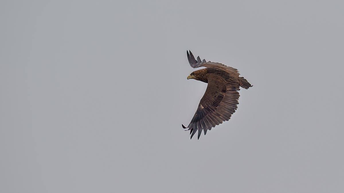 _5RG9816_20180728_103613_4589Masai Mara 2018_7297Masai Mara 2018.jpg