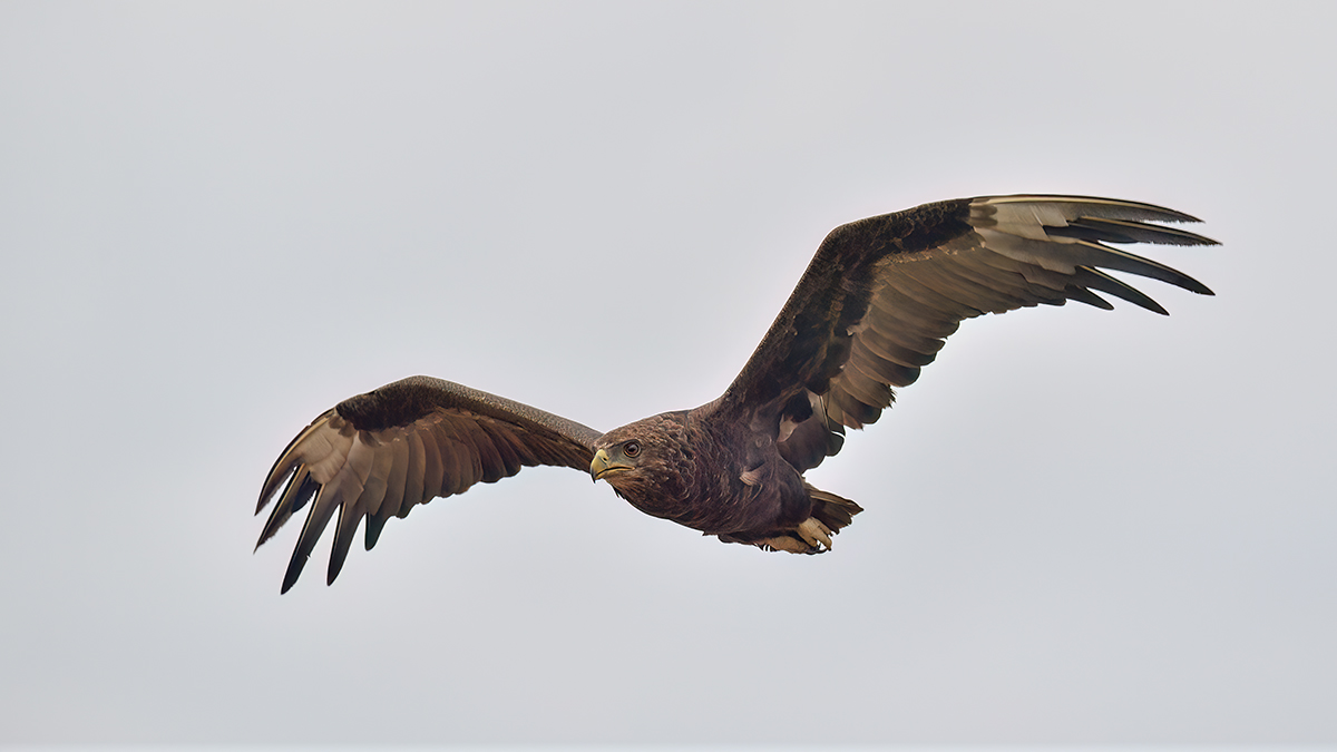 _5RG9844_20180728_103619_4590Masai Mara 2018_7298Masai Mara 2018.jpg