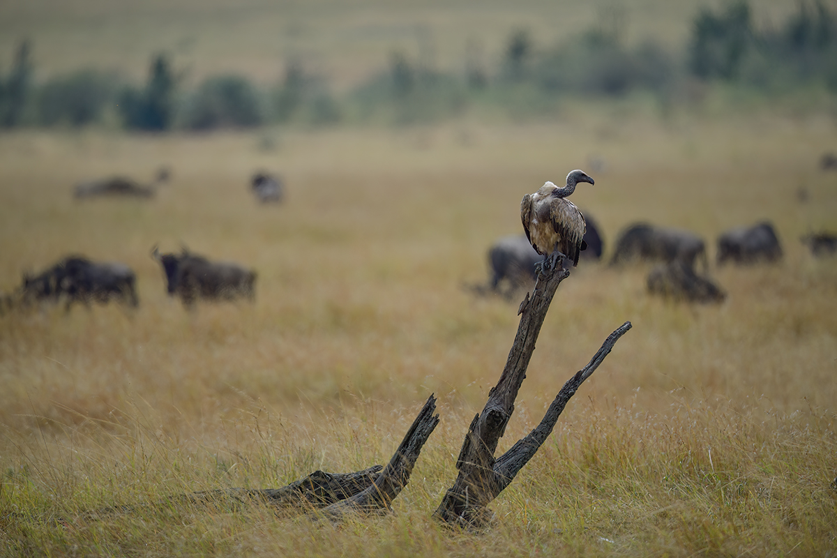 _5RG9870_20180728_104231_4591Masai Mara 2018_7299Masai Mara 2018.jpg