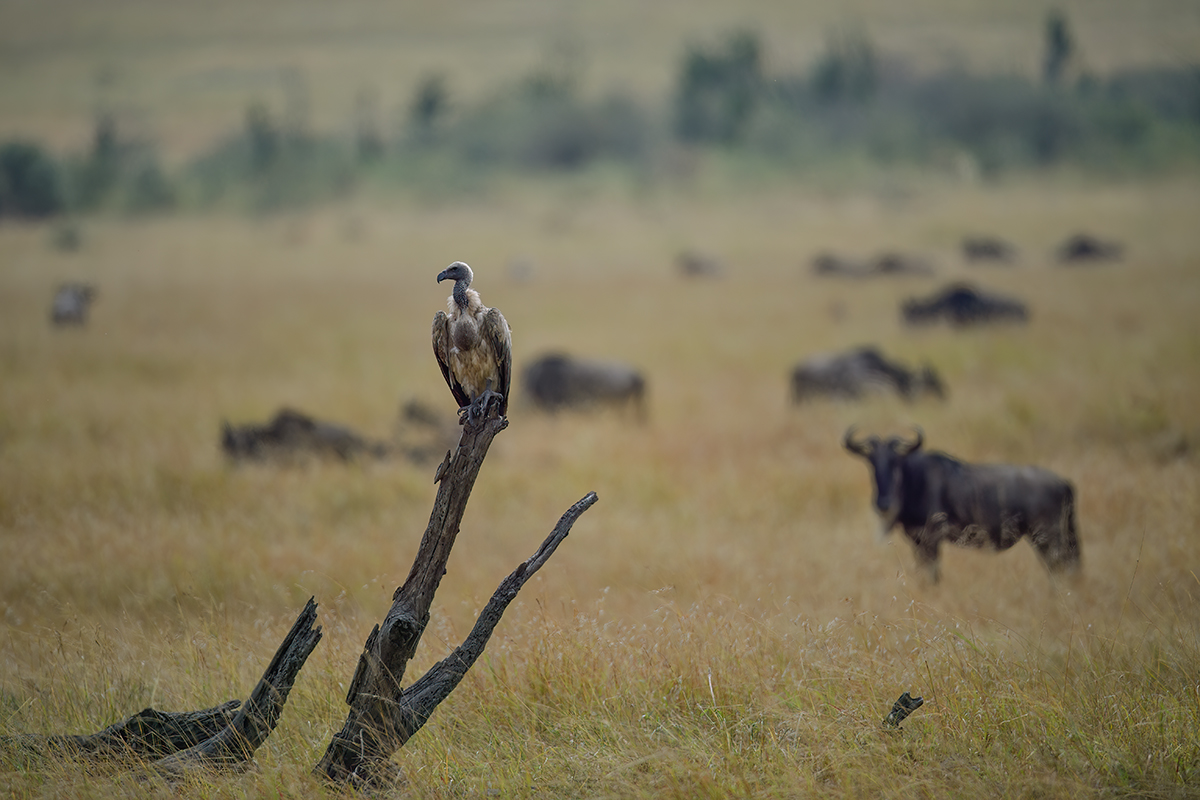 _5RG9887_20180728_104311_4592Masai Mara 2018_7300Masai Mara 2018.jpg