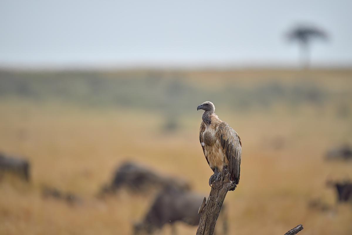 _5RG9917_20180728_104512_4593Masai Mara 2018_7301Masai Mara 2018.jpg