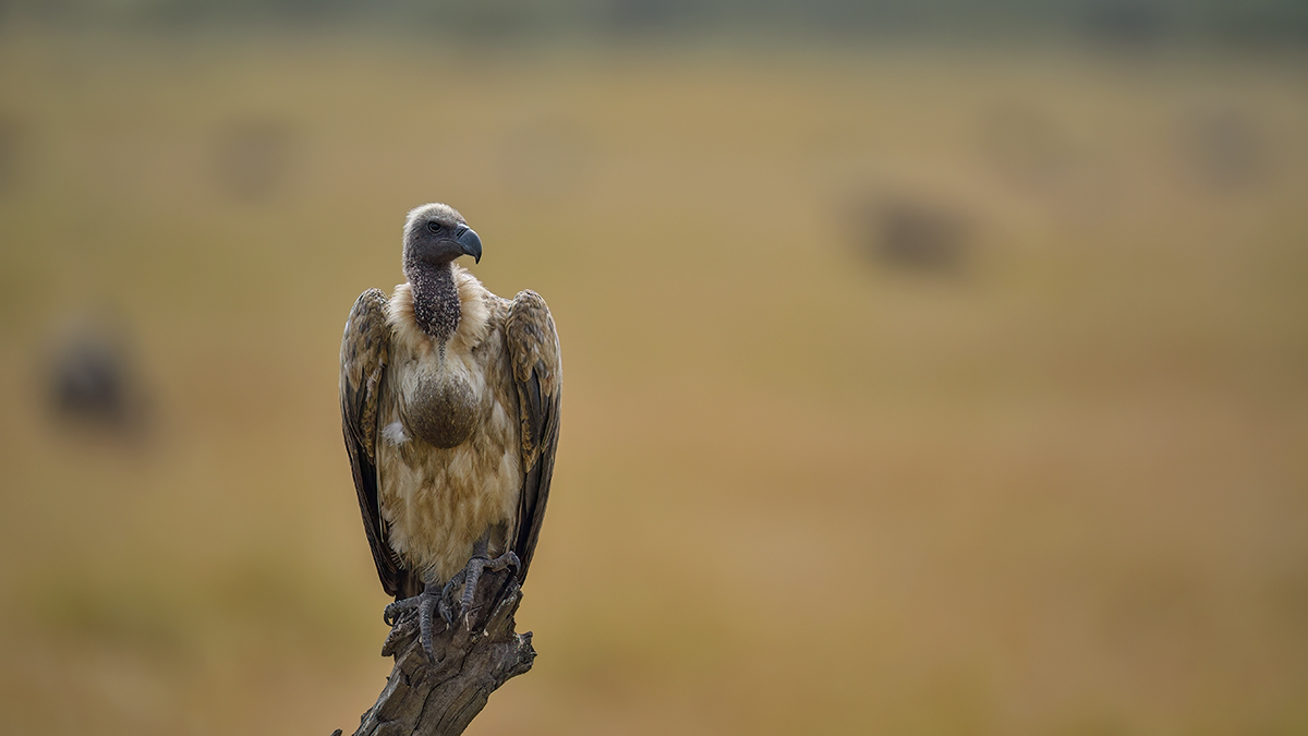 _5RG9928_20180728_104740_4594Masai Mara 2018_7302Masai Mara 2018.jpg