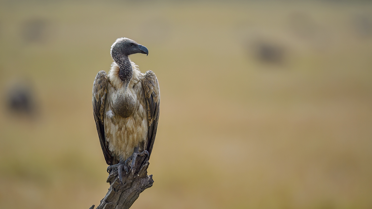 _5RG9934_20180728_104746_4595Masai Mara 2018_7303Masai Mara 2018.jpg