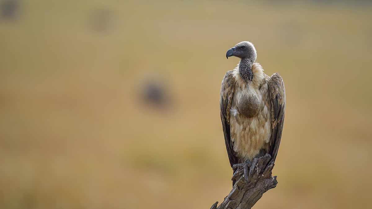 _5RG9944_20180728_104807_4596Masai Mara 2018_7304Masai Mara 2018.jpg