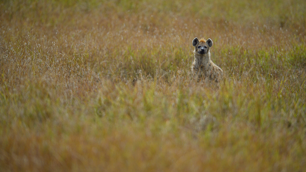 _5RG9953_20180728_104836_4597Masai Mara 2018_7305Masai Mara 2018.jpg