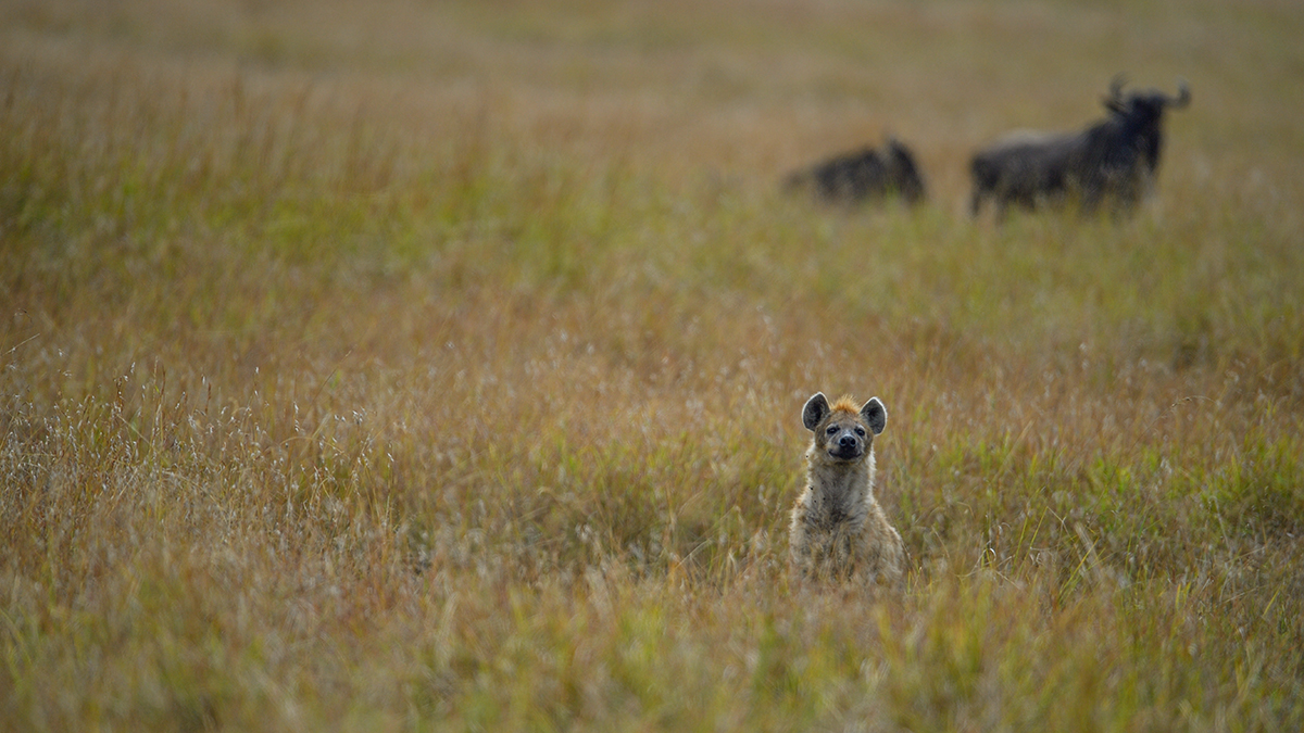 _5RG9976_20180728_104937_4598Masai Mara 2018_7306Masai Mara 2018.jpg