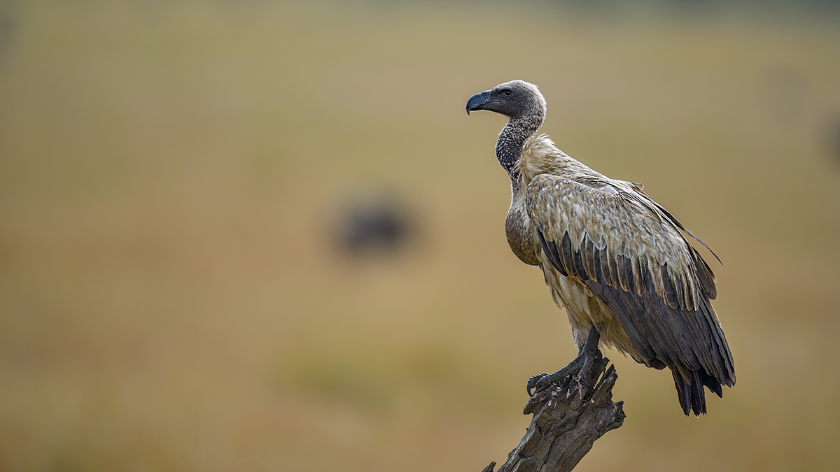 _5RG9980_20180728_105023_4599Masai Mara 2018_7307Masai Mara 2018.jpg