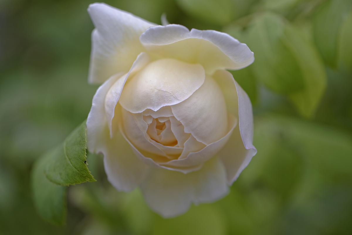 _6005505_DxOxl.jpg