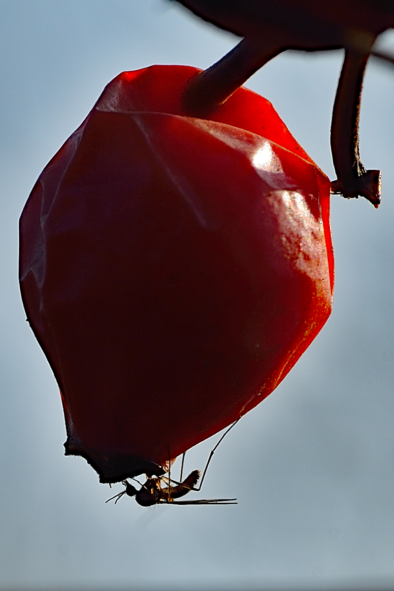 _7004574Aaxl.jpg