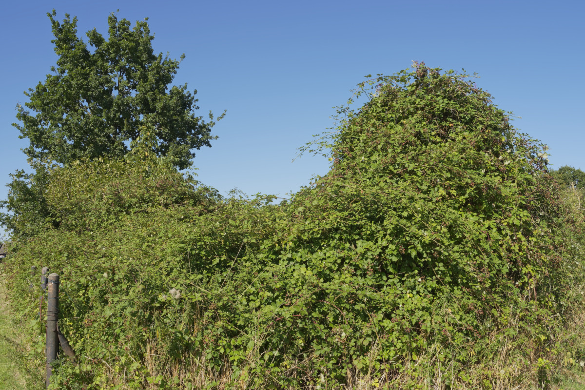 _8110149_DxOAxl.jpg