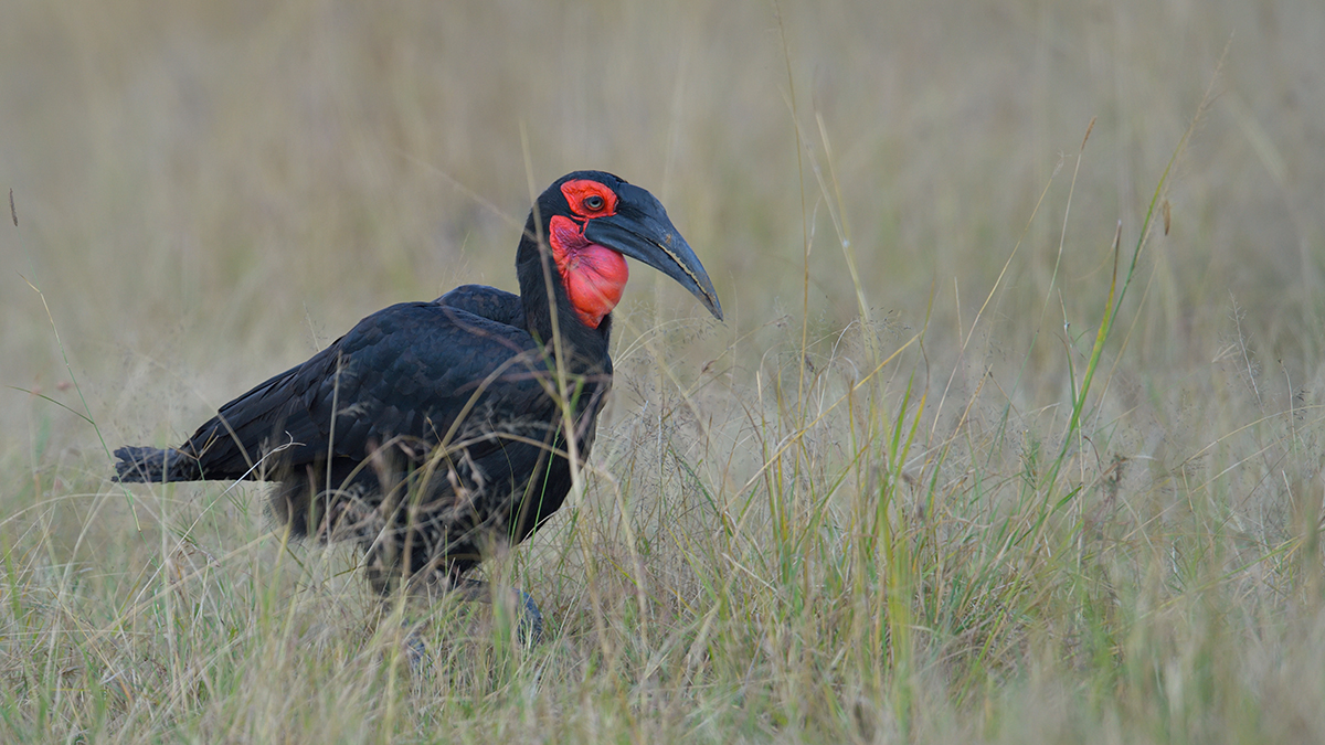 _85R0653_20180731_163154_5555Masai Mara 2018_6943Masai Mara 2018.jpg