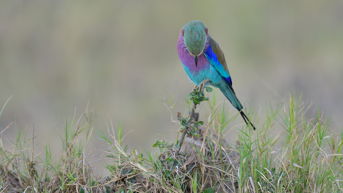 _85R0816_20180731_163552_5563Masai Mara 2018_6951Masai Mara 2018.jpg
