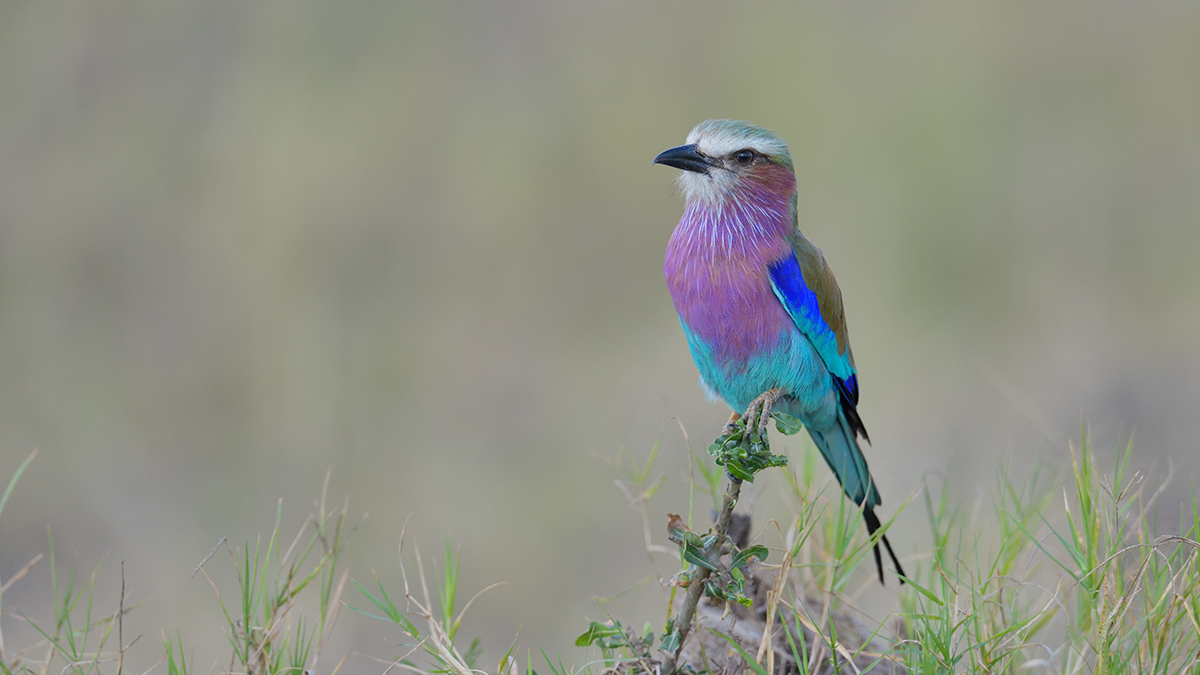 _85R0821_20180731_163553_5566Masai Mara 2018_6954Masai Mara 2018.jpg