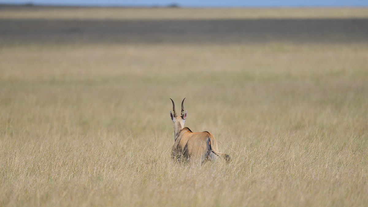 _85R0867_20180731_164105_5568Masai Mara 2018_6956Masai Mara 2018.jpg