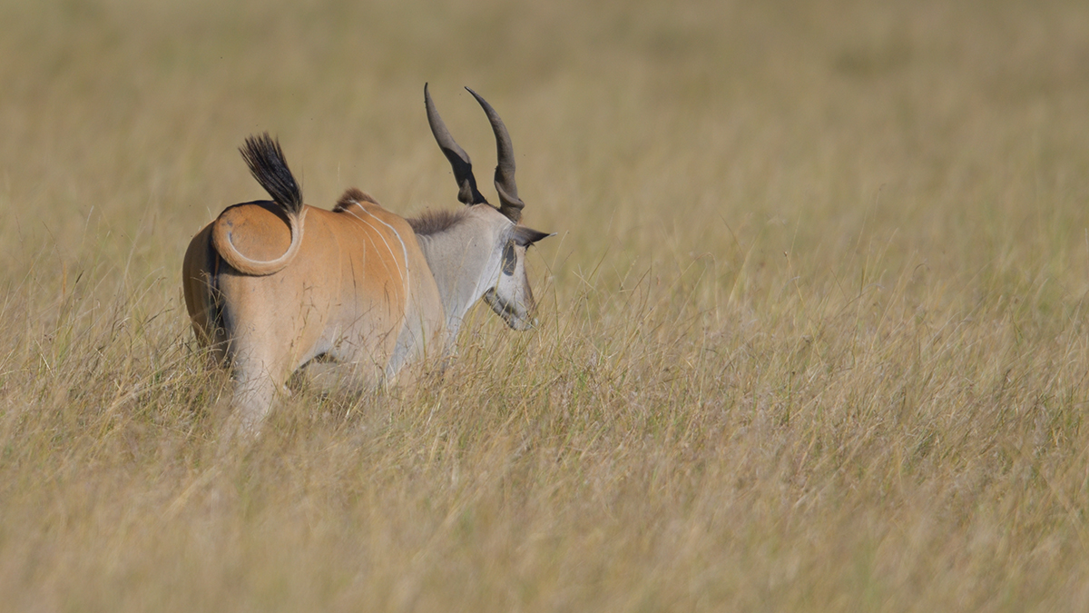 _85R0893_20180731_164132_5569Masai Mara 2018_6957Masai Mara 2018.jpg