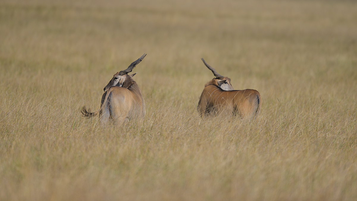 _85R0908_20180731_164139_5570Masai Mara 2018_6958Masai Mara 2018.jpg