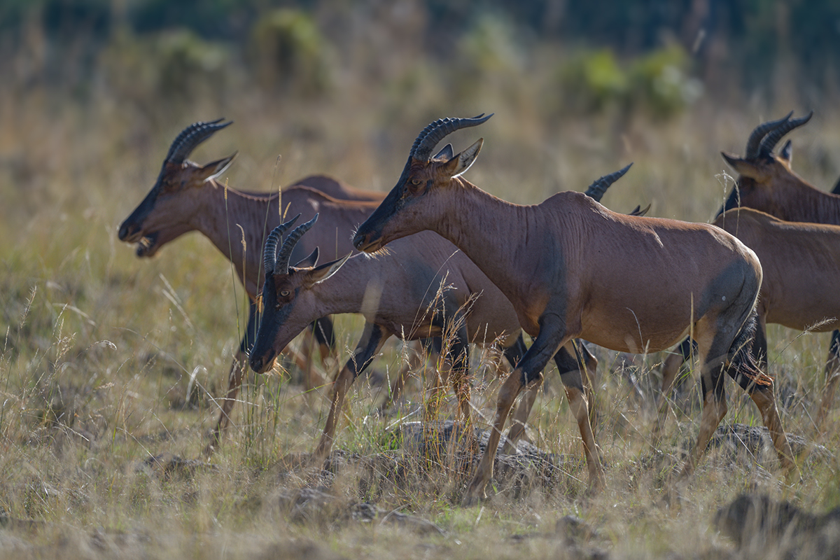 _85R0931_20180731_170905_5572Masai Mara 2018_6960Masai Mara 2018.jpg
