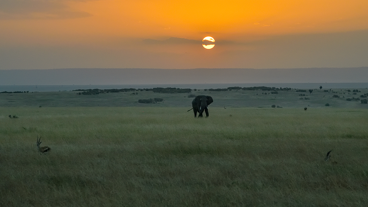 _85R0942_20180722_183753_1225Masai Mara 2018-1200.jpg