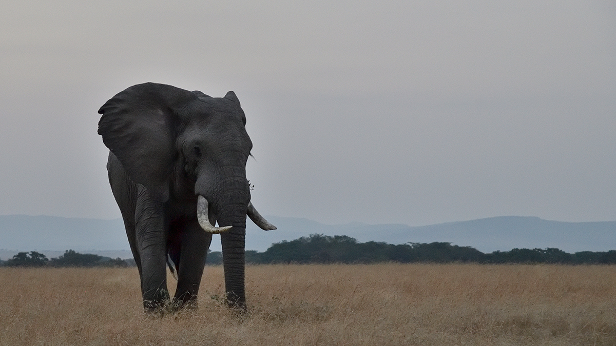 _85R0943_20180723_063924_2489Masai Mara 2018_3160Masai Mara 2018-1200.jpg