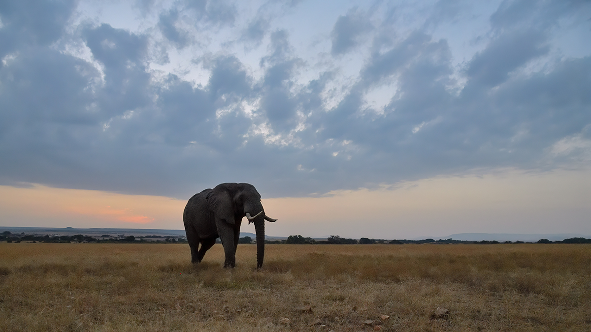 _85R0950_20180723_064006_2490Masai Mara 2018_3161Masai Mara 20181200.jpg