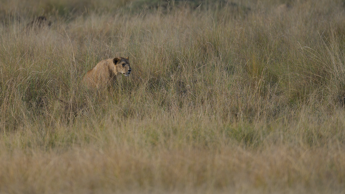 _85R0954_20180731_172805_5575Masai Mara 2018_6963Masai Mara 2018.jpg