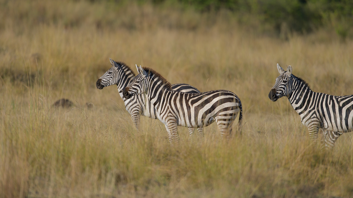 _85R0955_20180731_172850_5576Masai Mara 2018_6964Masai Mara 2018.jpg