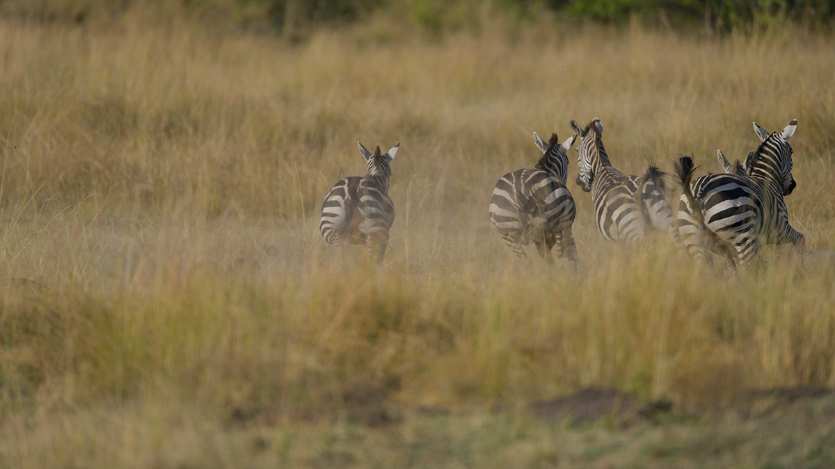 _85R0957_20180731_173023_5577Masai Mara 2018_6965Masai Mara 2018.jpg