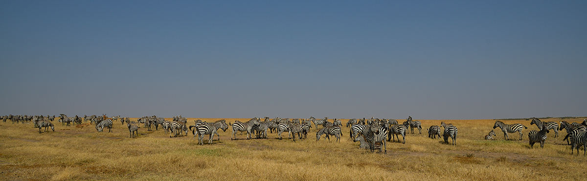 _85R0959_20180723_101645_2491Masai Mara 2018_3162Masai Mara 2018-1200.jpg