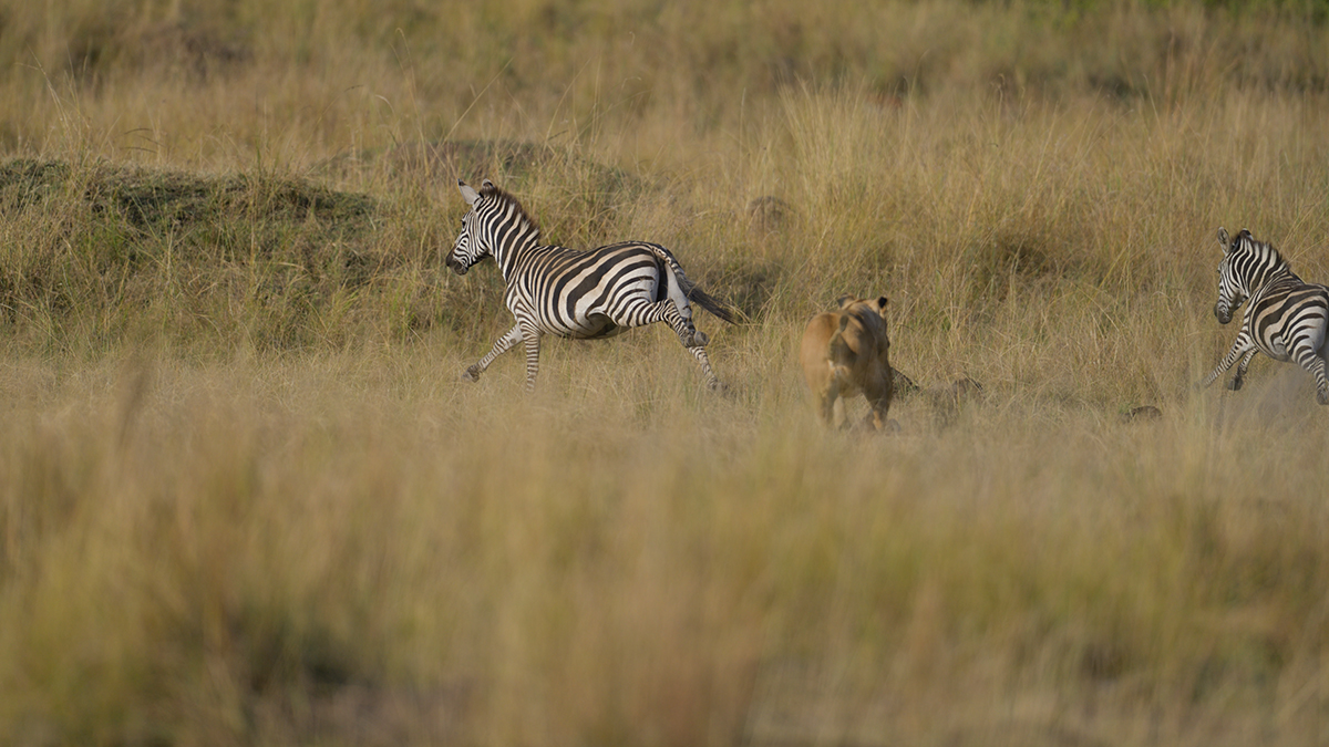_85R0960_20180731_173024_5578Masai Mara 2018_6966Masai Mara 2018.jpg