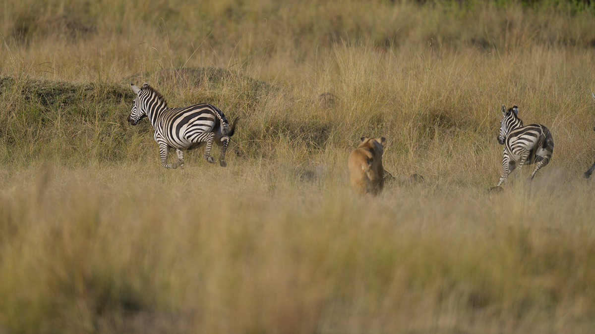 _85R0961_20180731_173025_5579Masai Mara 2018_6967Masai Mara 2018.jpg