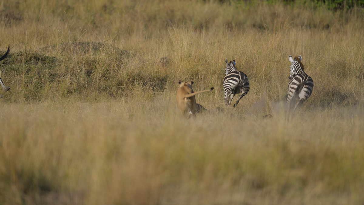 _85R0964_20180731_173025_5581Masai Mara 2018_6969Masai Mara 2018.jpg