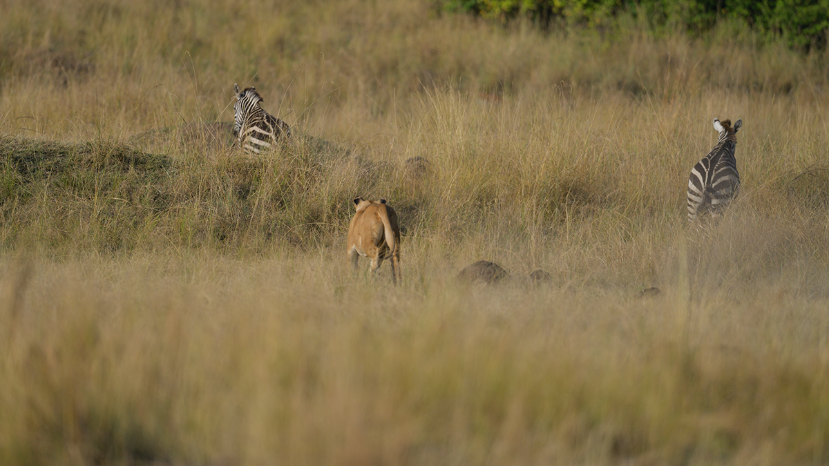 _85R0968_20180731_173026_5585Masai Mara 2018_6973Masai Mara 2018.jpg
