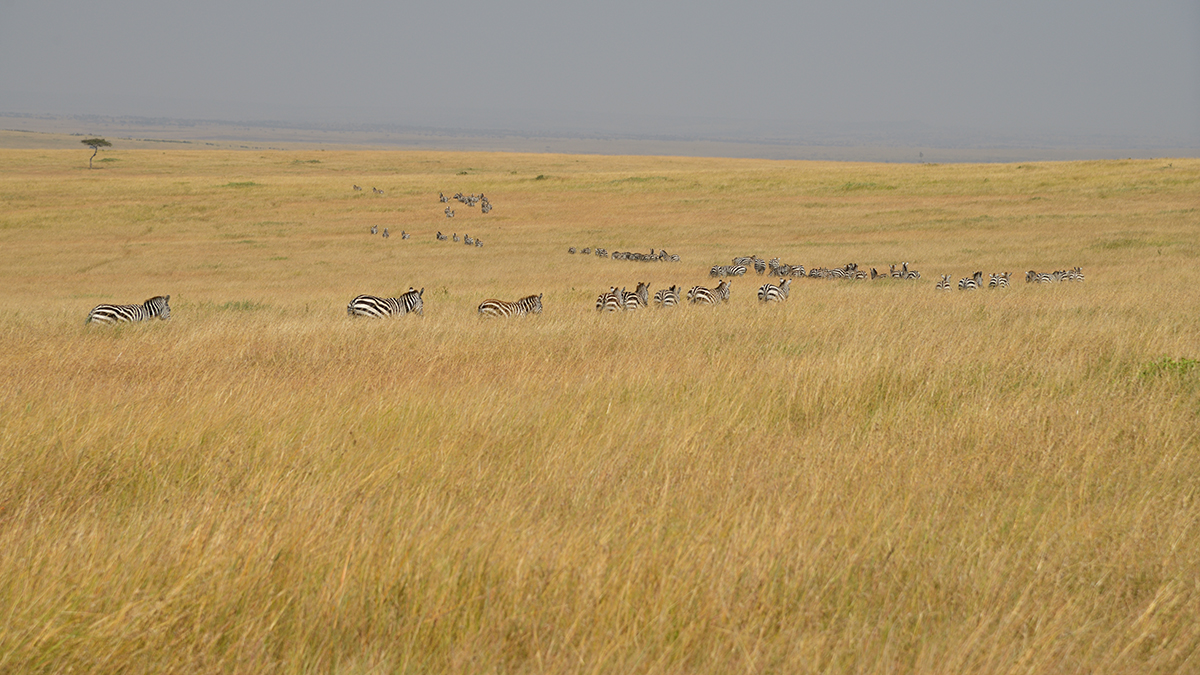 _85R0972_20180723_112117_2492Masai Mara 2018_3163Masai Mara 2018-1200.jpg