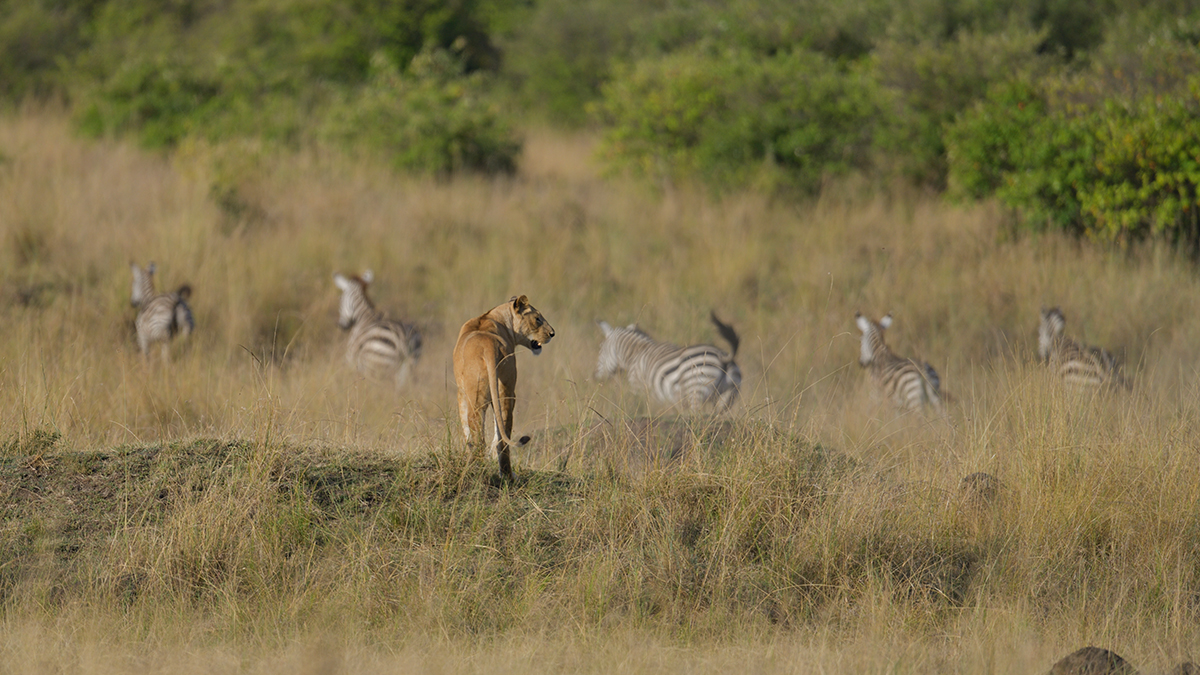 _85R0975_20180731_173031_5588Masai Mara 2018_6976Masai Mara 2018.jpg
