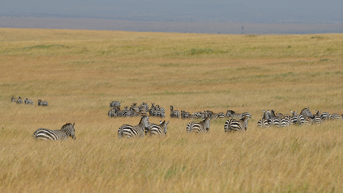 _85R0982_20180723_112231_2493Masai Mara 2018_3164Masai Mara 2018-1200.jpg
