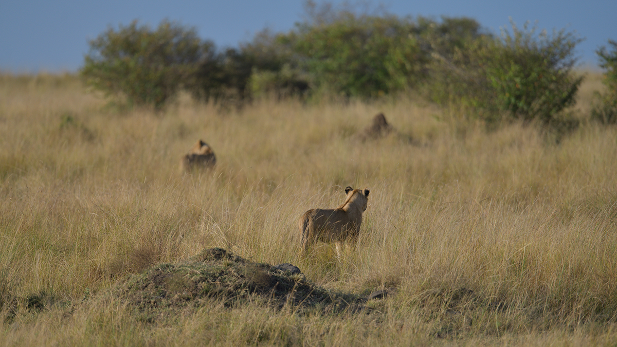 _85R0983_20180731_173104_5590Masai Mara 2018_6978Masai Mara 2018.jpg