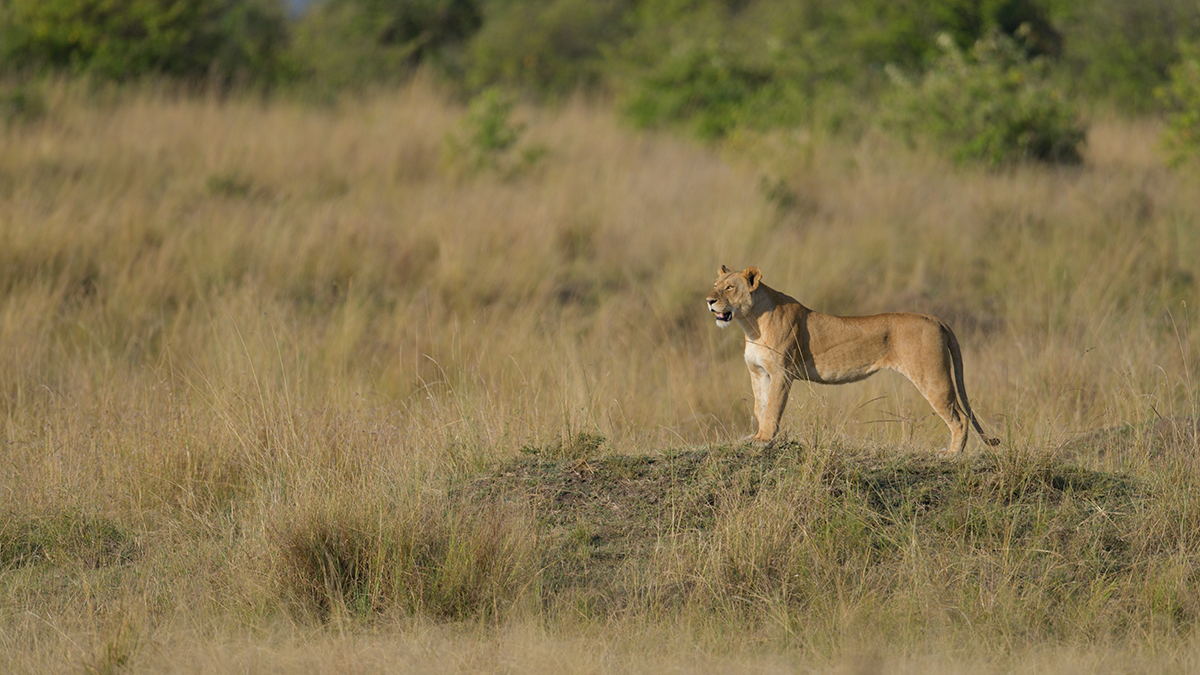 _85R0993_20180731_173126_5592Masai Mara 2018_6980Masai Mara 2018.jpg