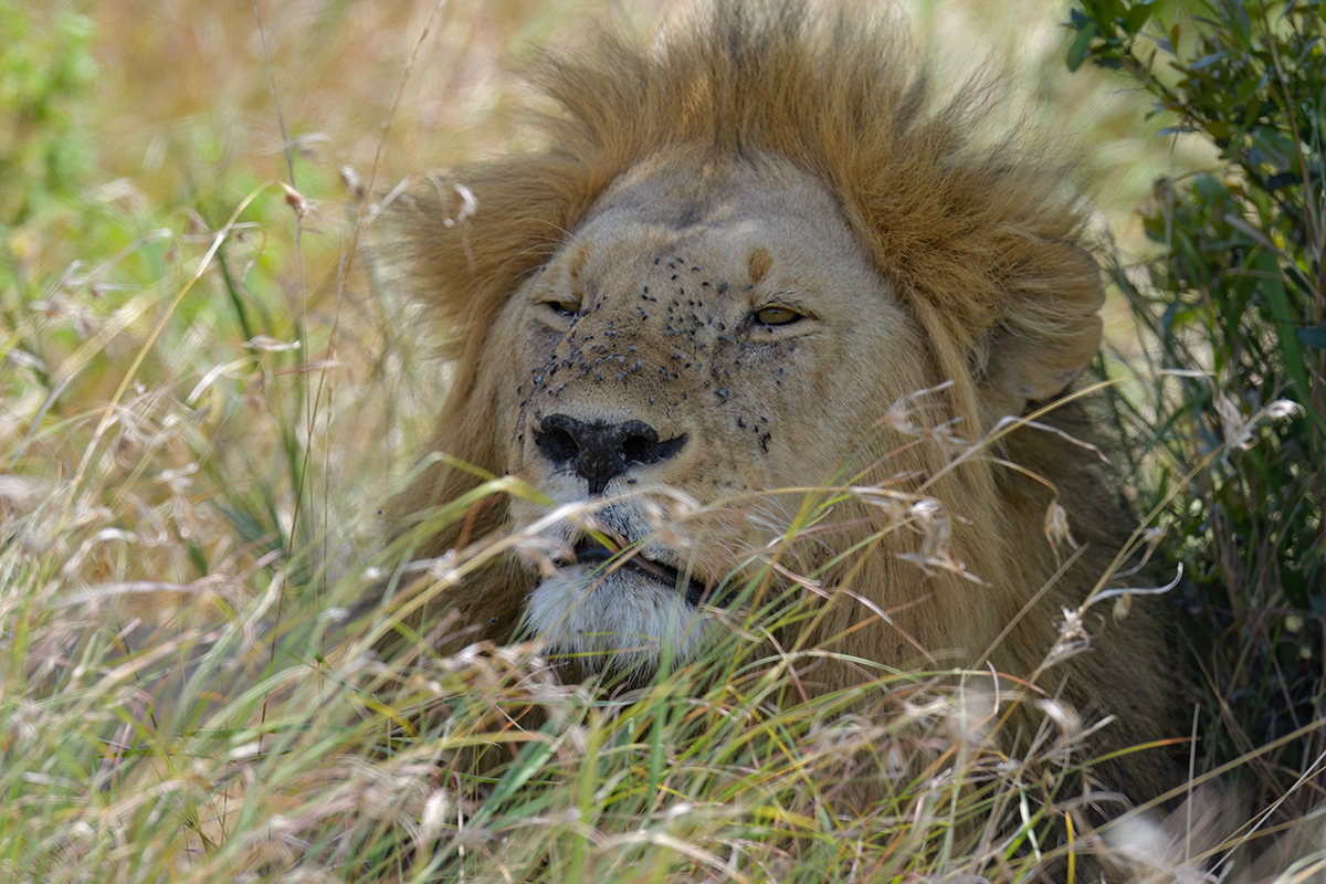 _85R1133_20180723_143609_2496Masai Mara 2018_3167Masai Mara 2018-1200.jpg