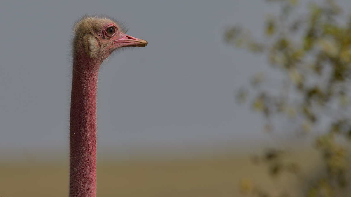 _85R1161_20180723_151834_2497Masai Mara 2018_3168Masai Mara 2018-1200.jpg