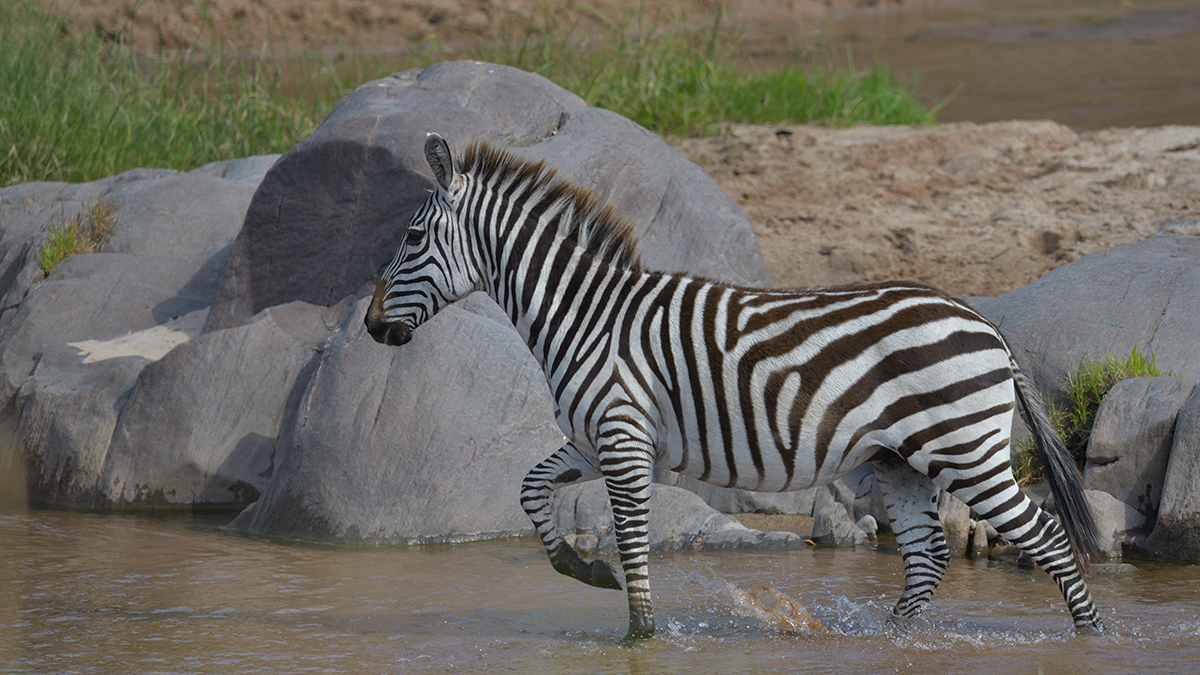 _85R1171_20180723_153039_2498Masai Mara 2018_3169Masai Mara 2018-1200.jpg
