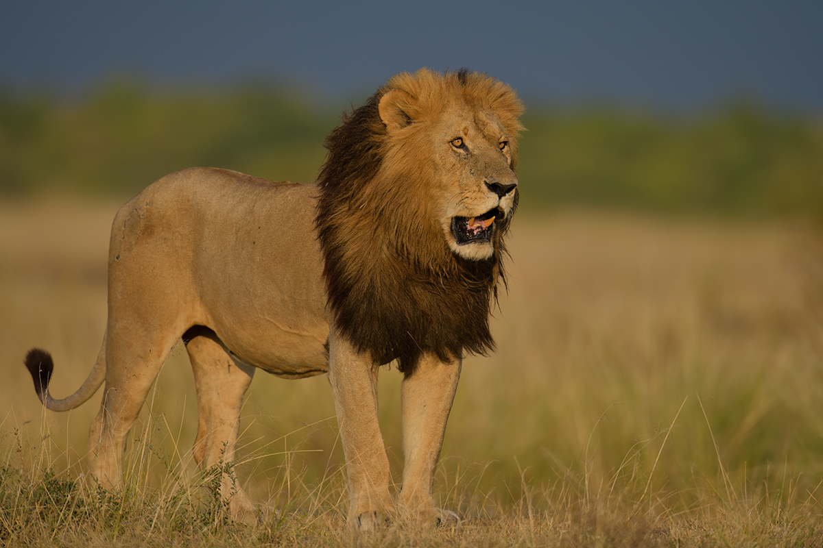 _85R1189_20180731_180408_5600Masai Mara 2018_6988Masai Mara 2018.jpg