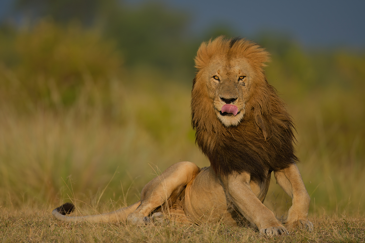 _85R1205_20180731_180416_5603Masai Mara 2018_6229Masai Mara 2018.jpg