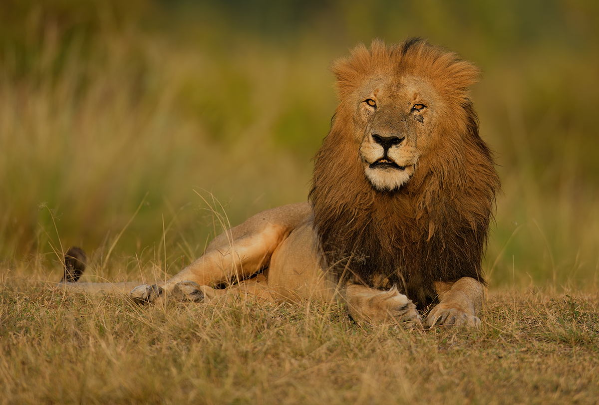 _85R1228_20180731_180429_5610Masai Mara 2018_6236Masai Mara 2018.jpg