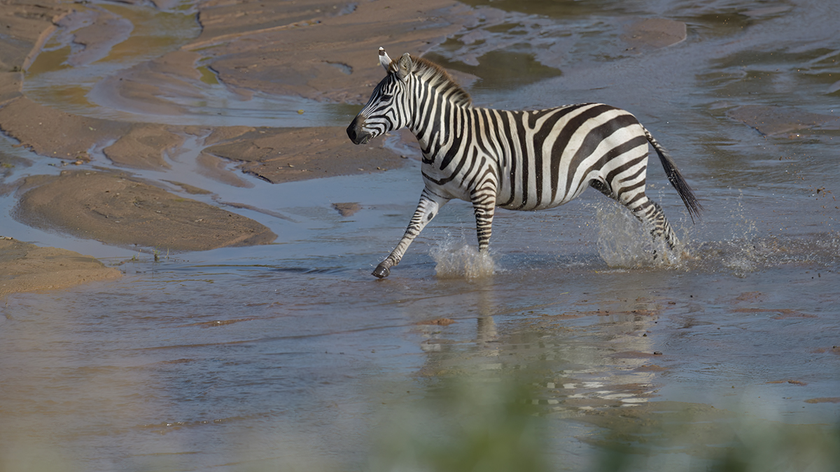 _85R1245_20180723_163639_2500Masai Mara 2018_3171Masai Mara 2018-1200.jpg