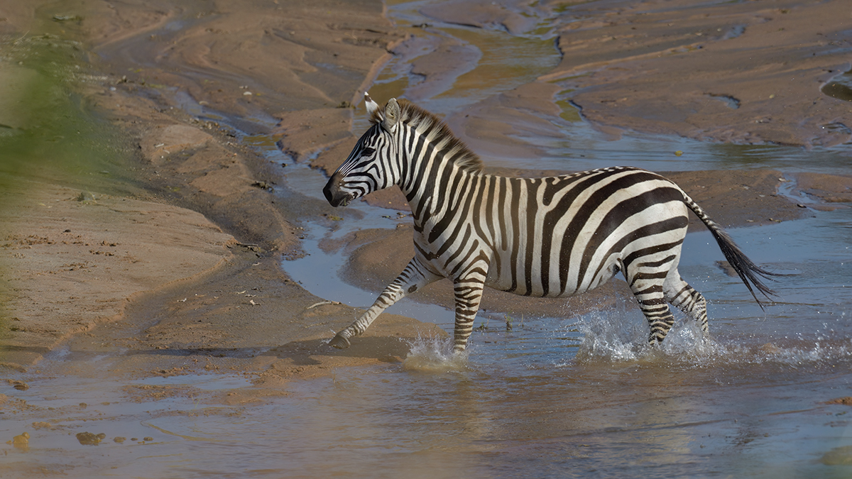 _85R1249_20180723_163640_2501Masai Mara 2018_3172Masai Mara 2018-1200.jpg