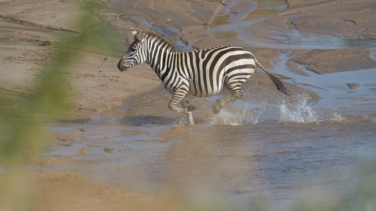 _85R1250_20180723_163640_2502Masai Mara 2018_3173Masai Mara 2018-1200.jpg