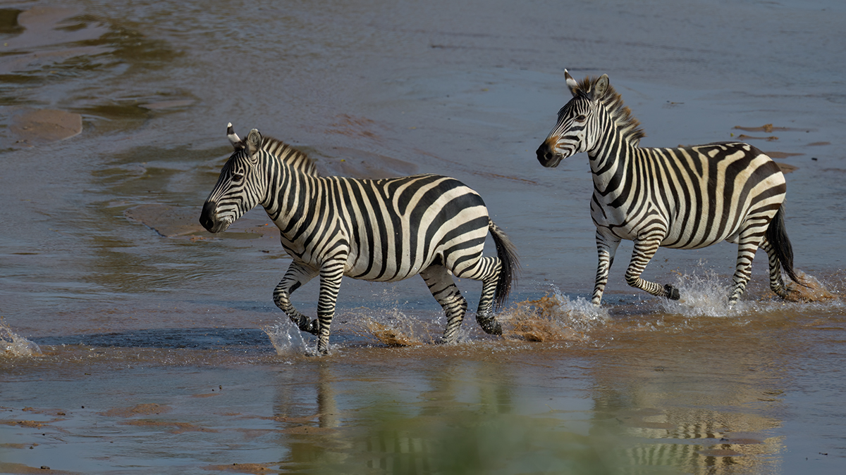 _85R1271_20180723_163659_2506Masai Mara 2018_3177Masai Mara 2018-1200.jpg