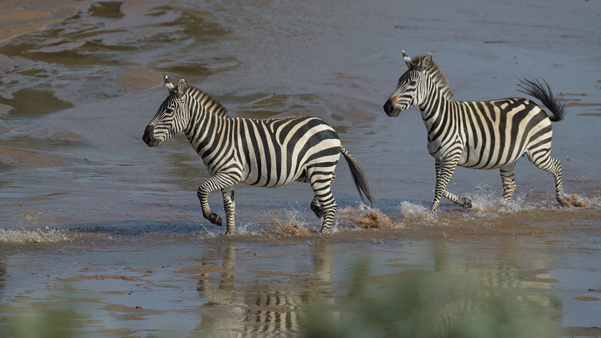 _85R1274_20180723_163659_2509Masai Mara 2018_3180Masai Mara 2018-1200.jpg