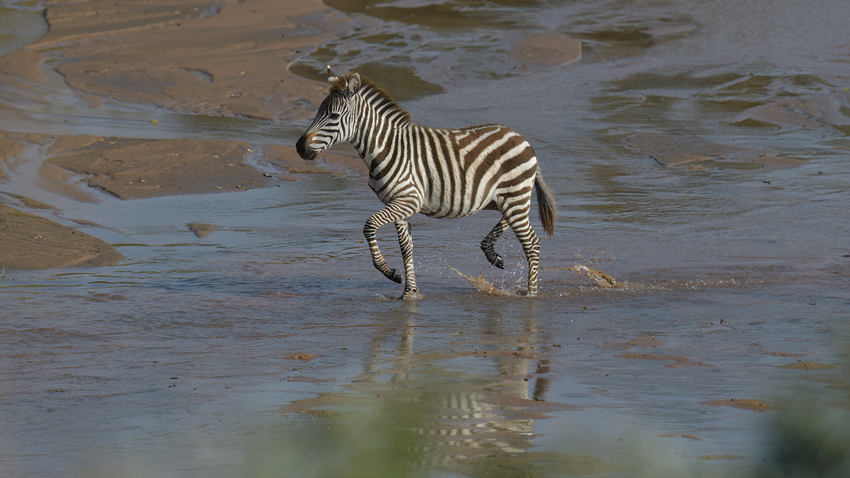 _85R1286_20180723_163704_2511Masai Mara 2018_3182Masai Mara 2018-1200.jpg