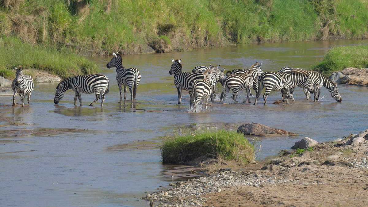 _85R1314_20180723_165002_2512Masai Mara 2018_3183Masai Mara 2018-1200.jpg